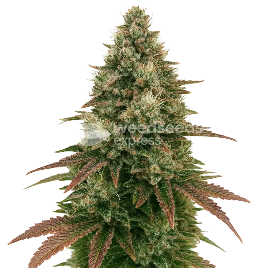 Ice Cream Cake Auto Plant