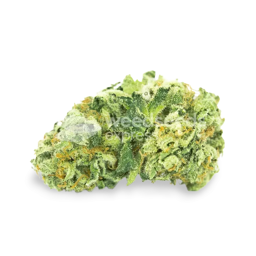 Island Sweet Skunk bud