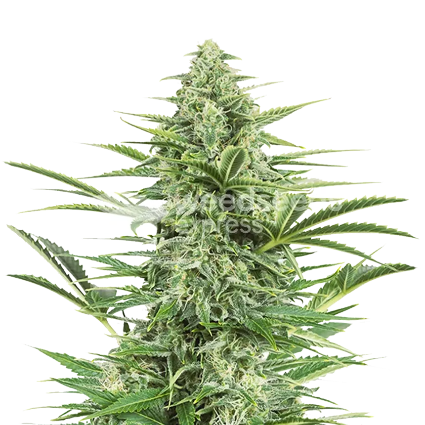 Island Sweet Skunk plant