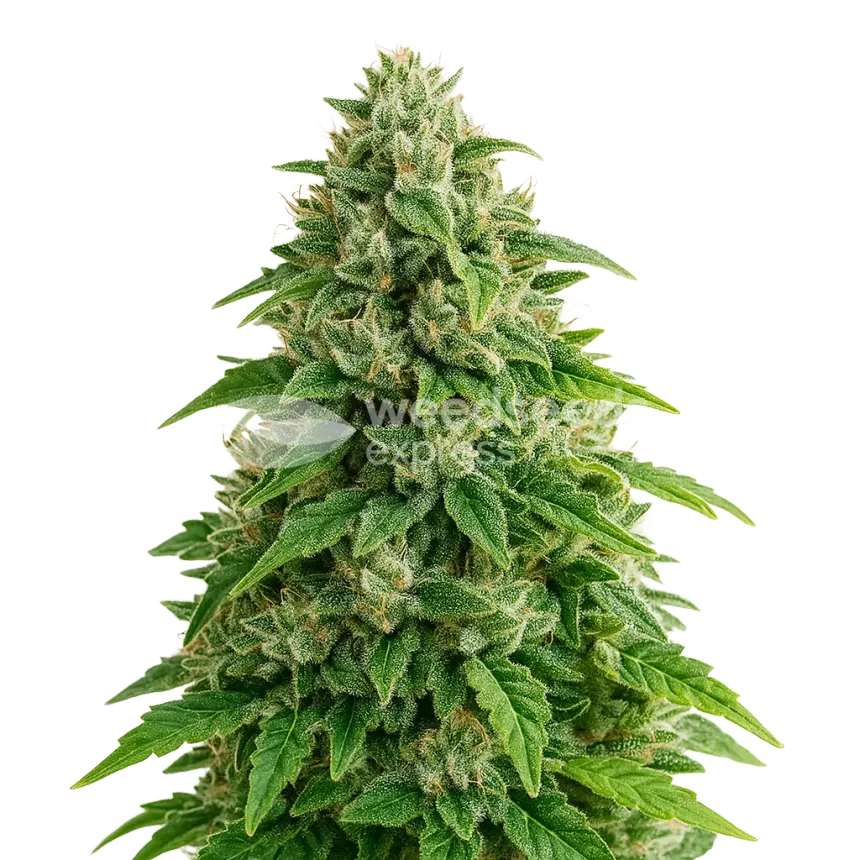 Jack Herer Auto Pflanze