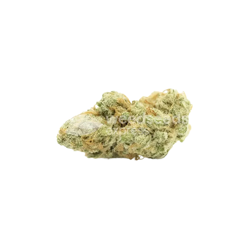 Jack Widow Auto Bud