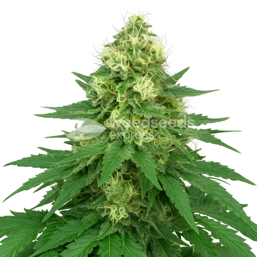 Jack Widow Auto Plant