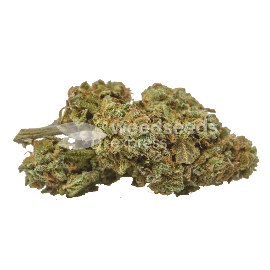 Jet Fuel Feminized Bud