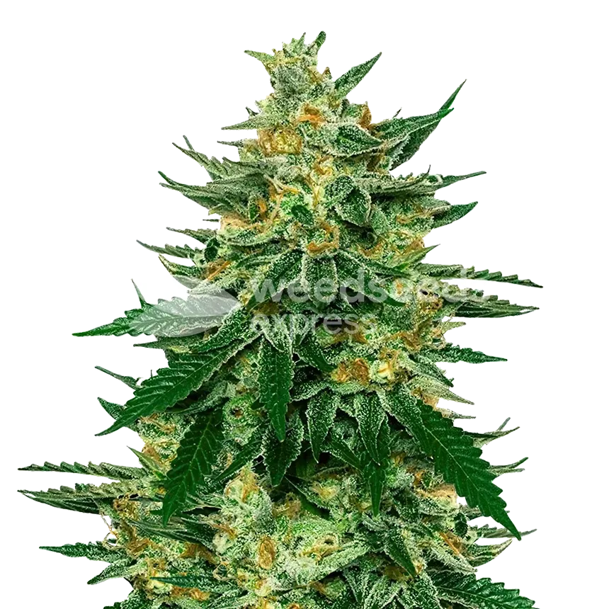 Jet Fuel Feminized Plant