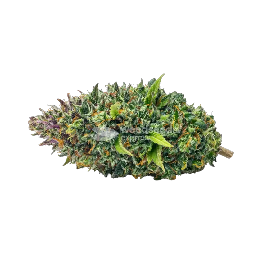 Kali Mist Cannabis bud
