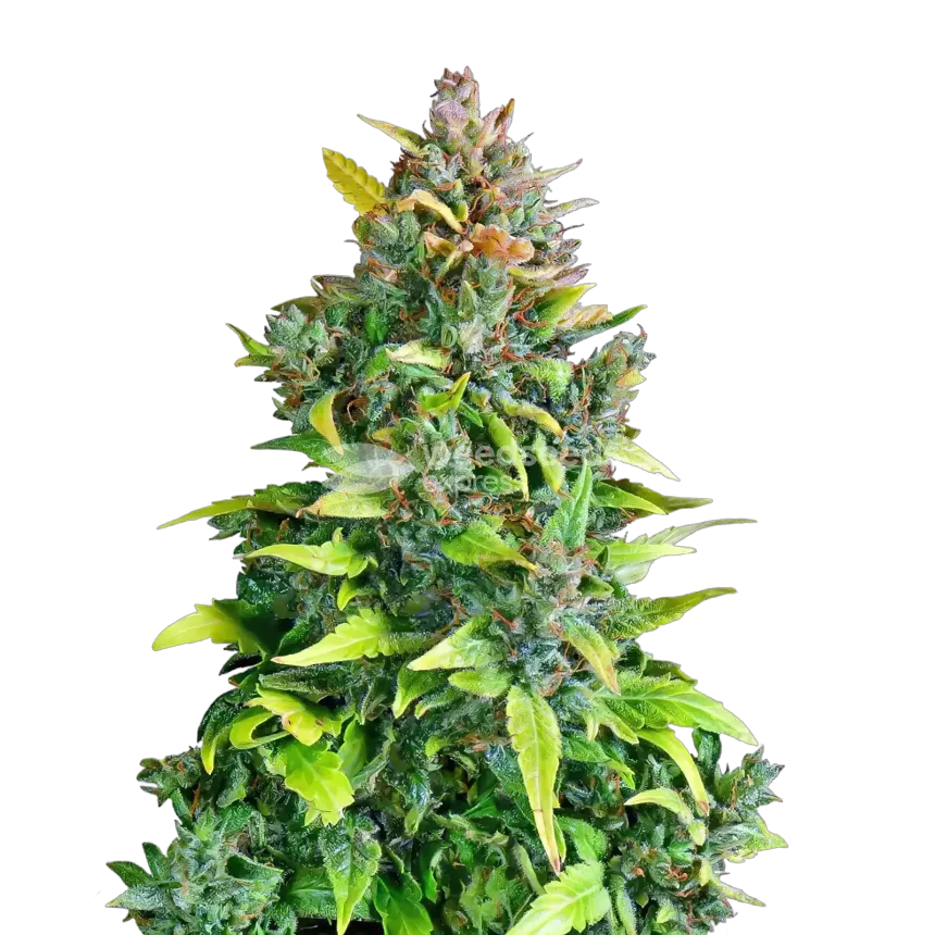 Kali Mist Cannabis Plant