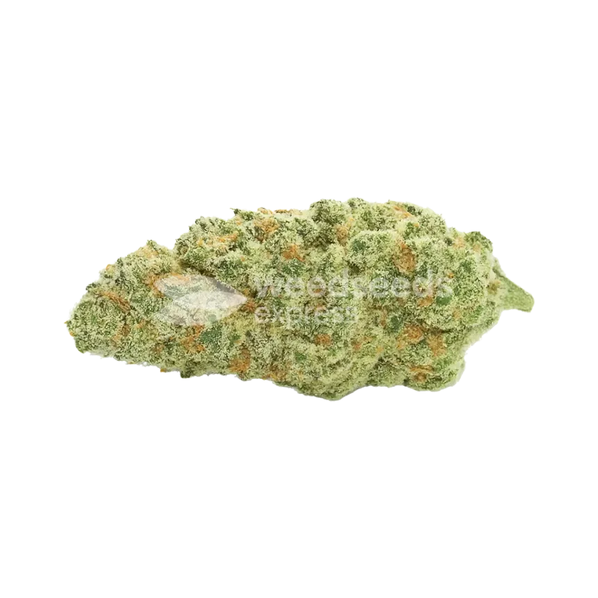 Kiwi Kush Auto Bud