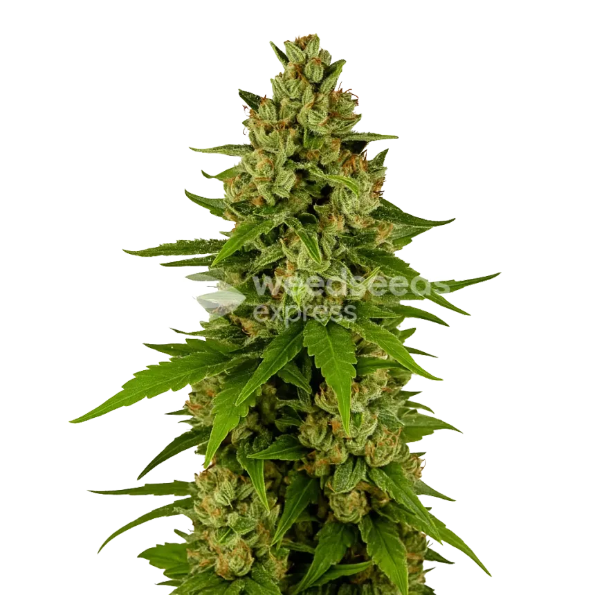 Kiwi Kush Auto Plant