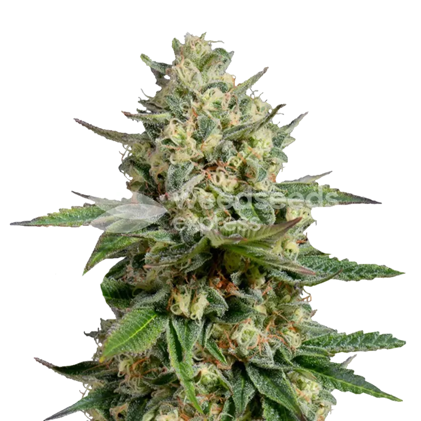 Kosher Kush plant