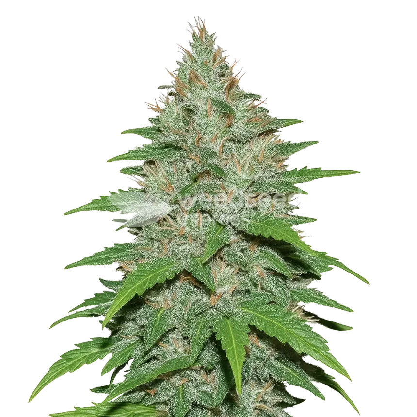 LA Confidential Auto Plant