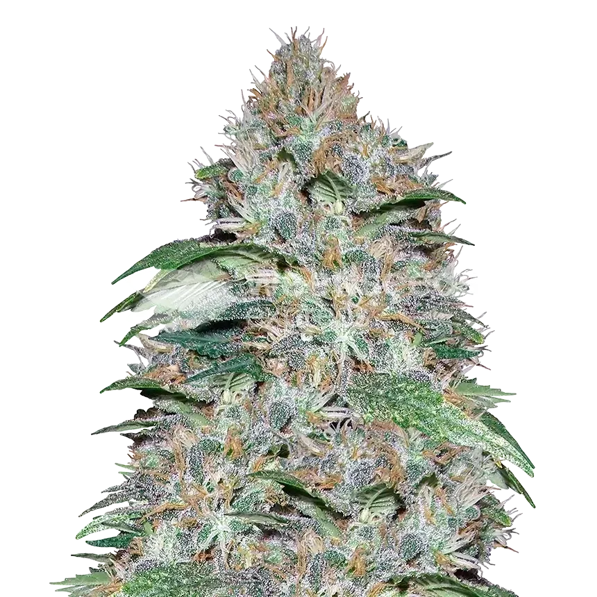 LA Confidential Plant