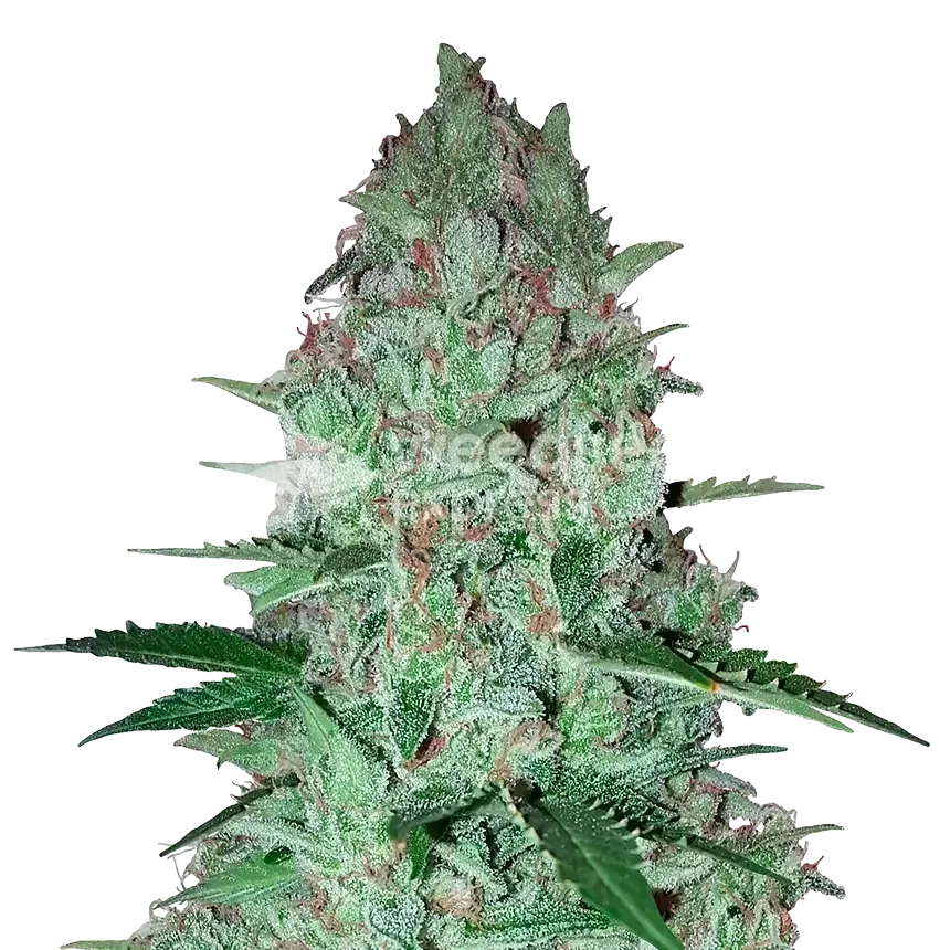 Larry OG Plant