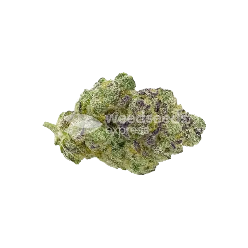 Lemon Cherry Gelato Auto Bud