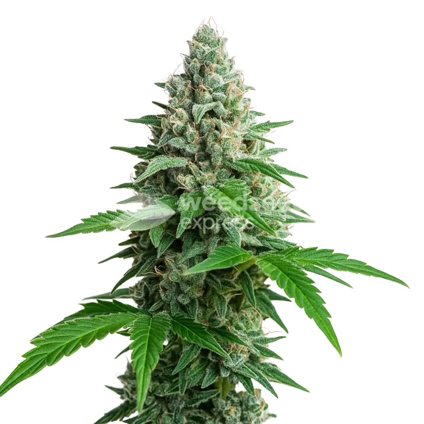 Lemon Cherry Gelato Auto Plant