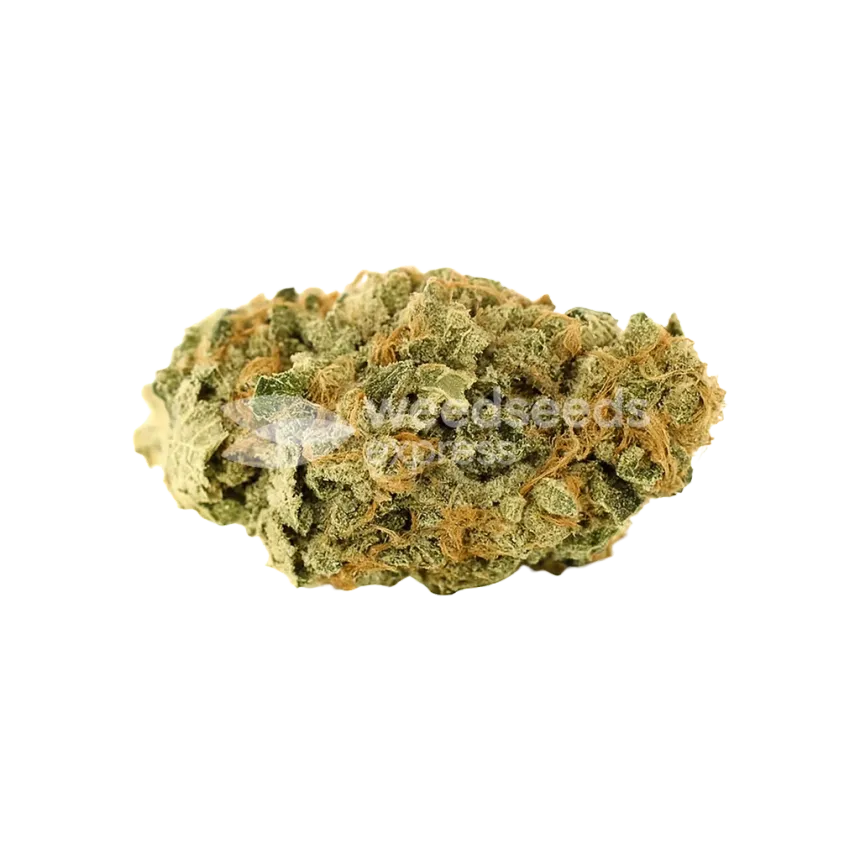 Lemon Auto Bud