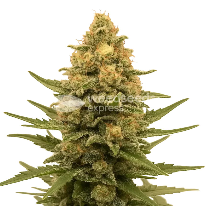 Lemon Auto Plant