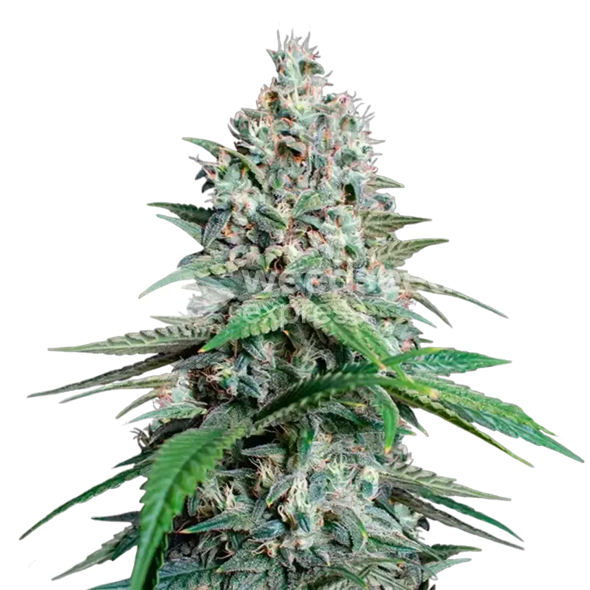 Lemon Cherry Gelato Plant