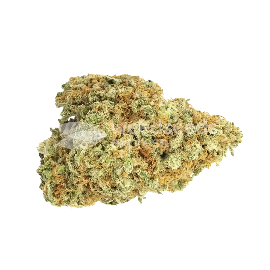 Lemon Skunk Bud