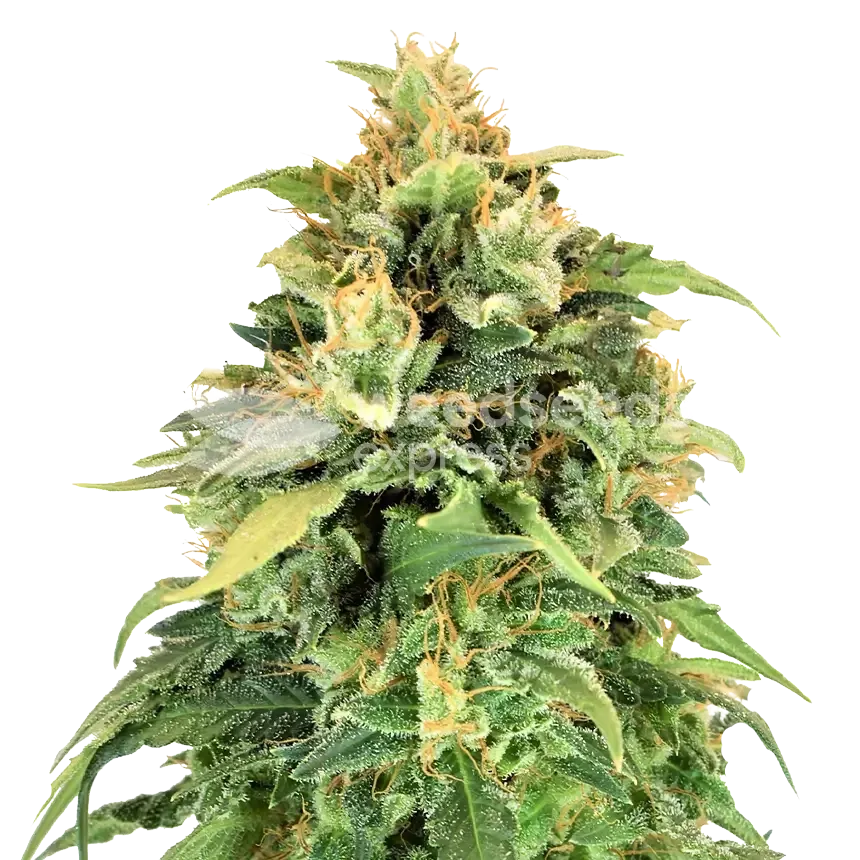 Lemon Skunk Plant