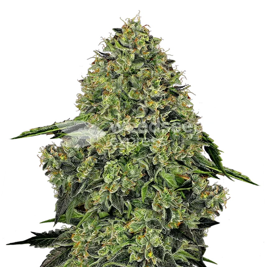 Lithium OG Kush plant