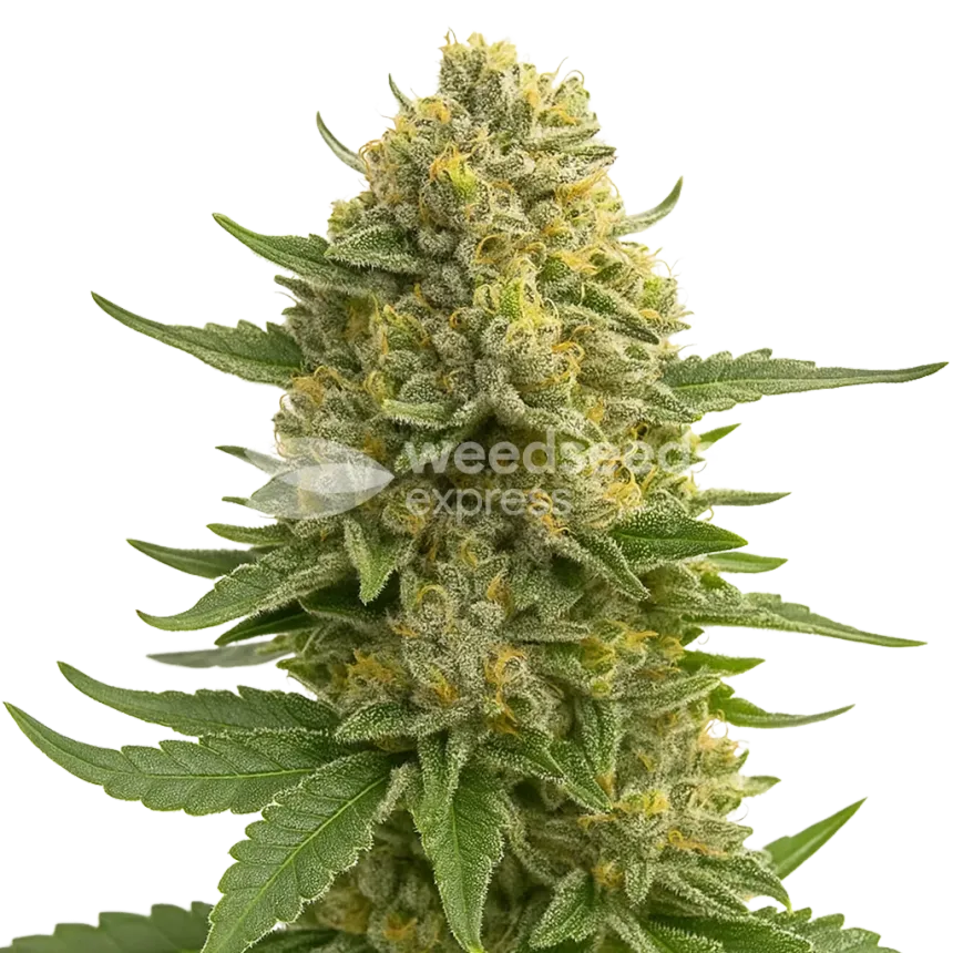 Love Potion Auto Plant