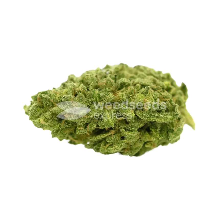 Lowryder Auto Bud