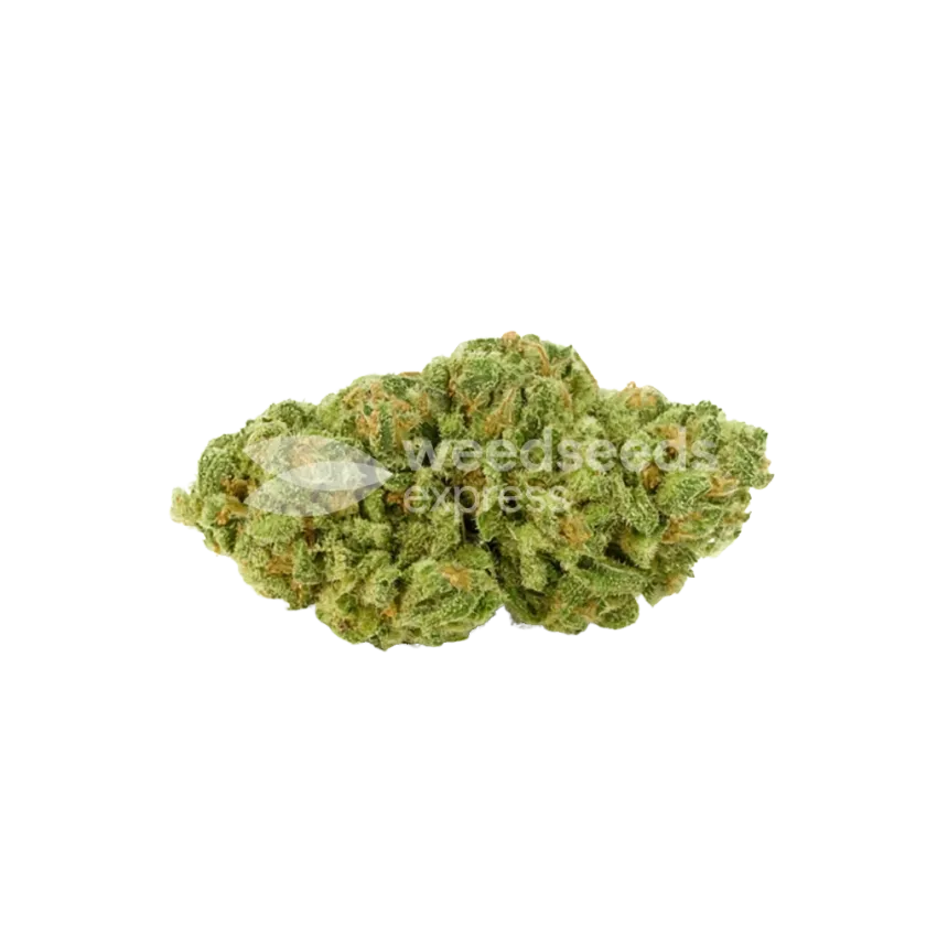 Magnum Auto Bud