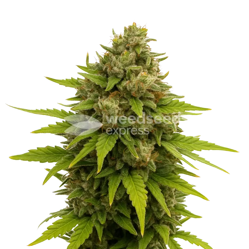 Maui Waui Auto Plant