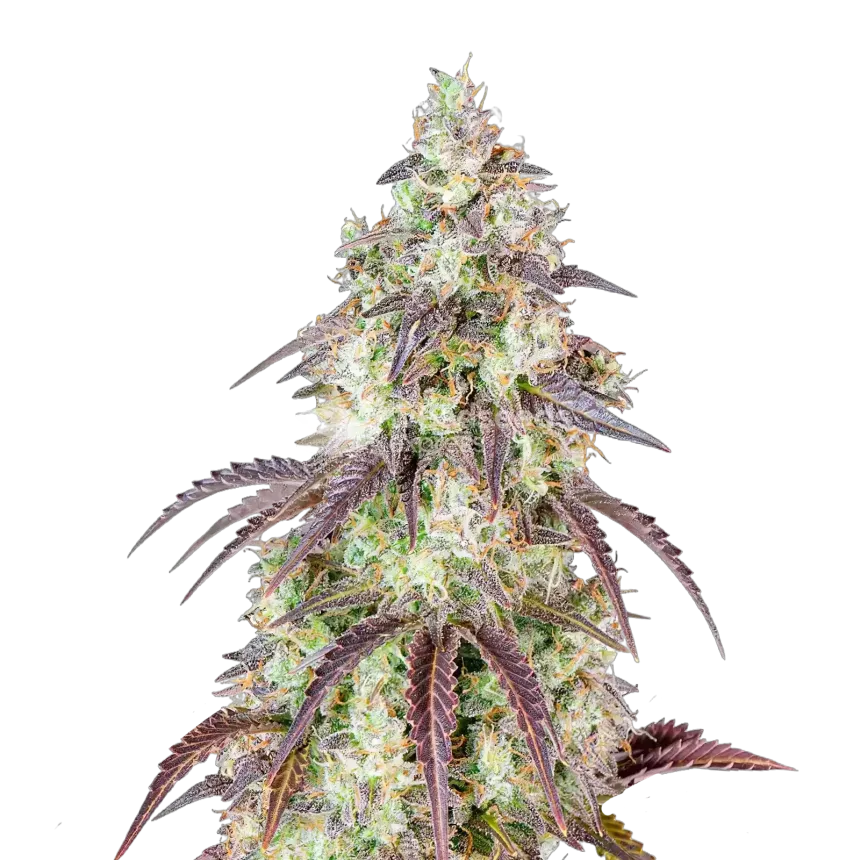 Mendo Breath-Cannabispflanze