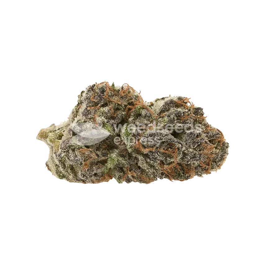 Mimosa Auto Bud