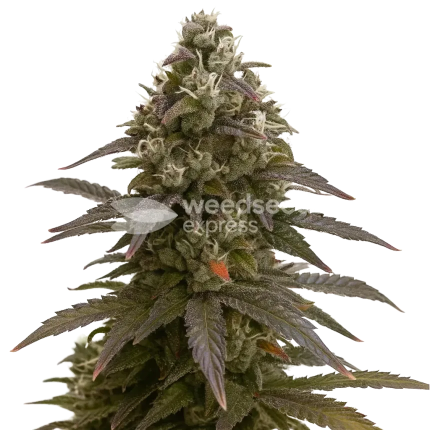 Mimosa Auto Plant