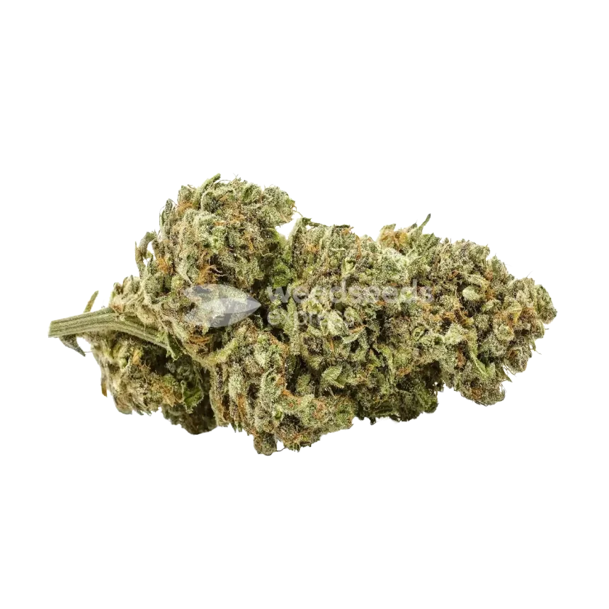 Moby Dick Bud