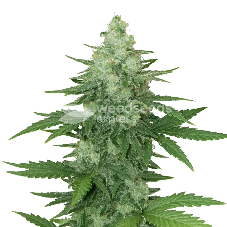 Plante de Moonshine Cookies Auto