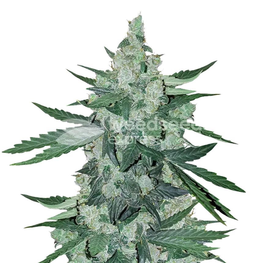 Moonshine Cookies Plant