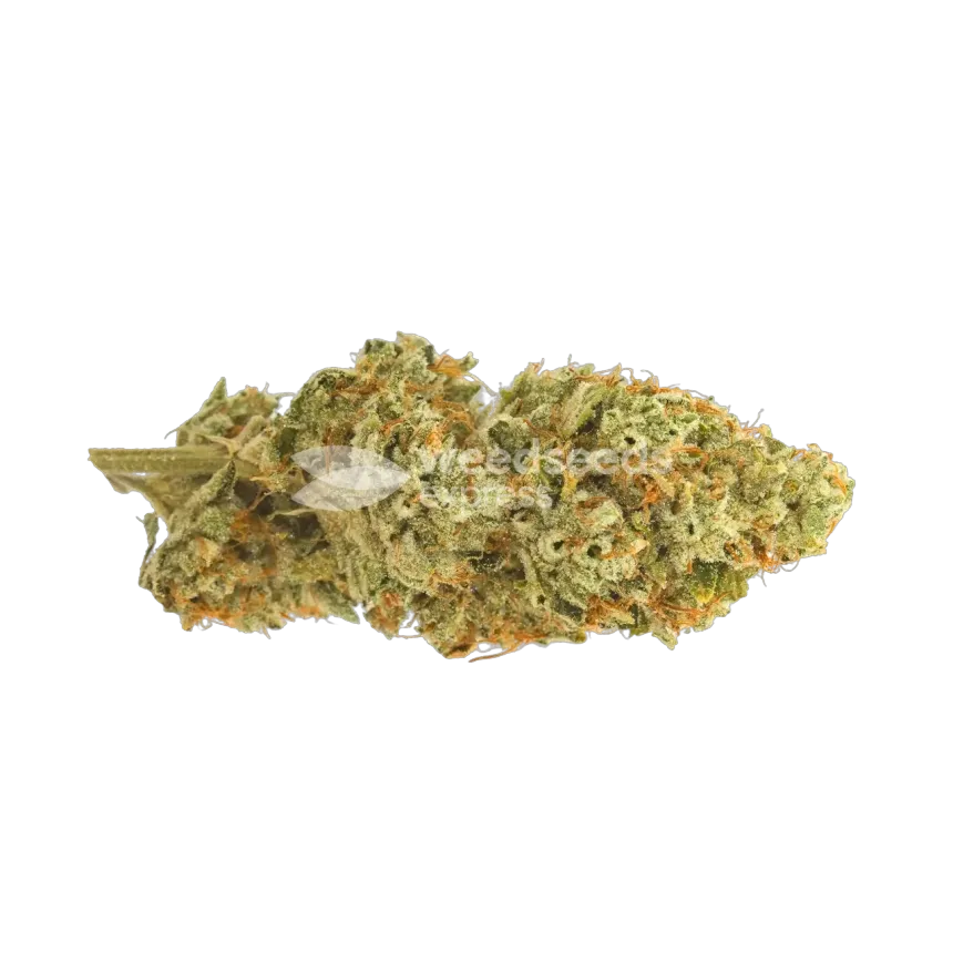 Motor Breath Bud