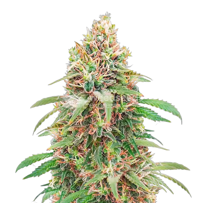 Motor Breath Plant