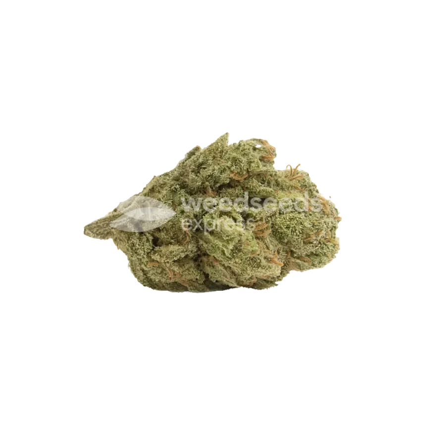 Northern Lights Auto Bud