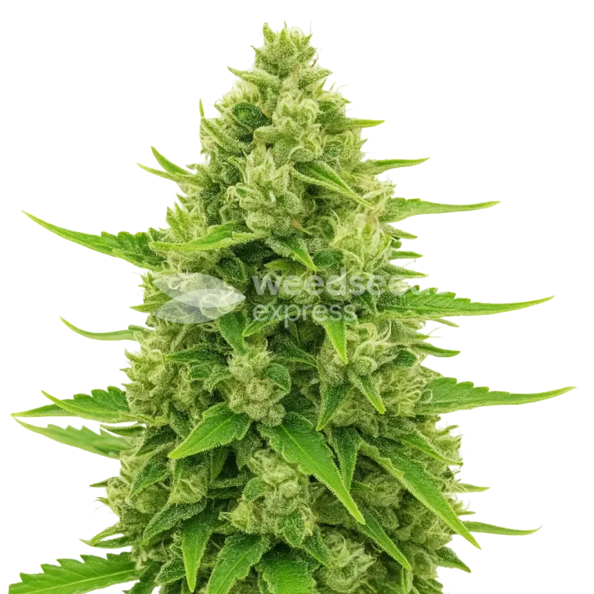 Northern Lights Auto Plant