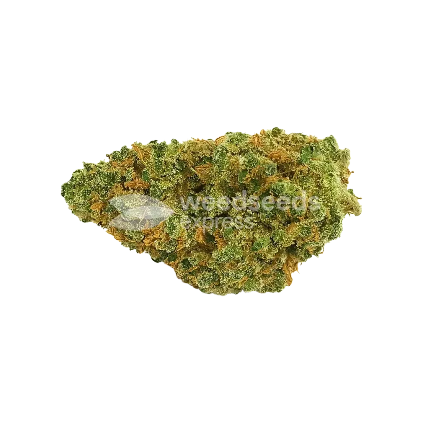 Northern Lights X Big Bud Auto Bud