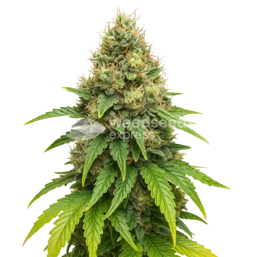 Northern Lights X Big Bud Auto Pflanze