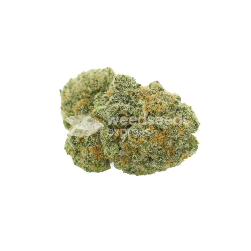 OG Kush Auto Bud