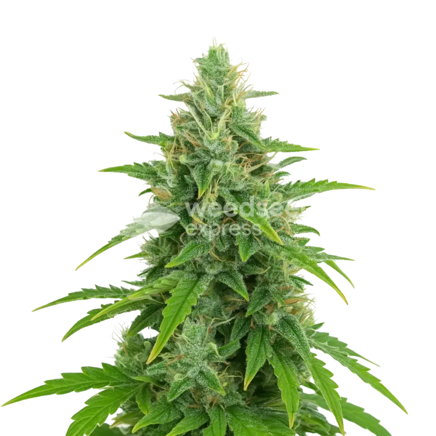 OG Kush Auto Plant