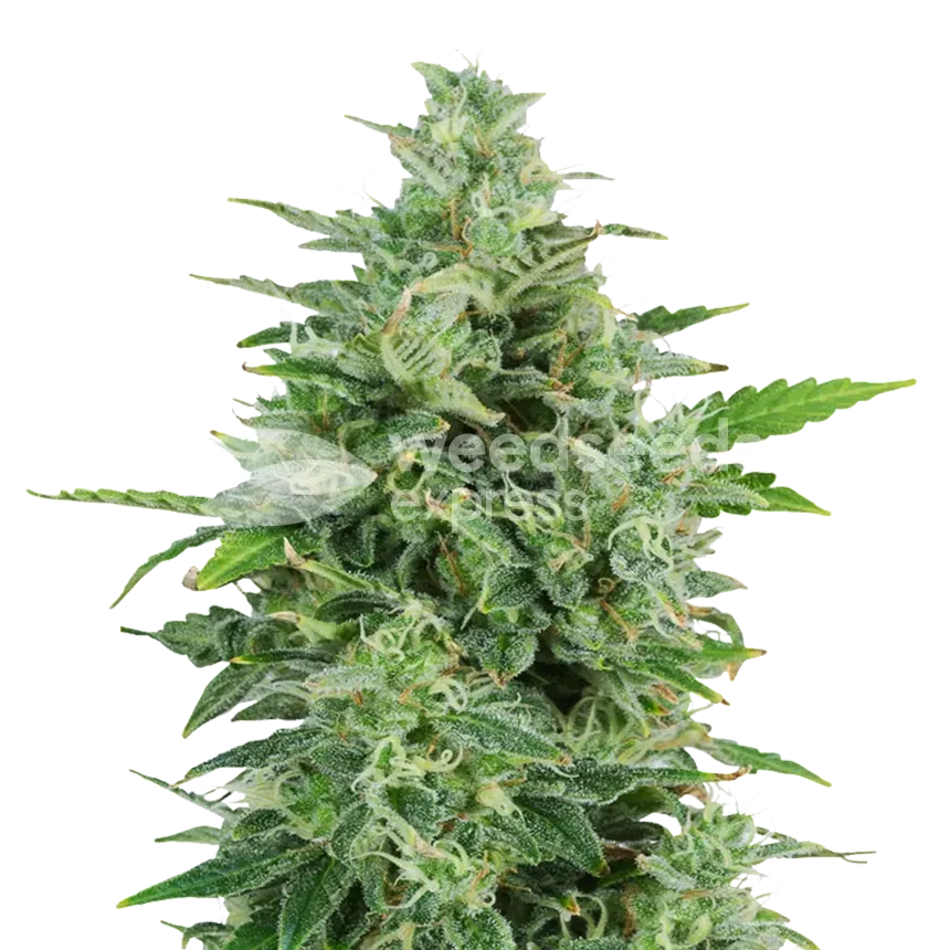 OG Kush plant