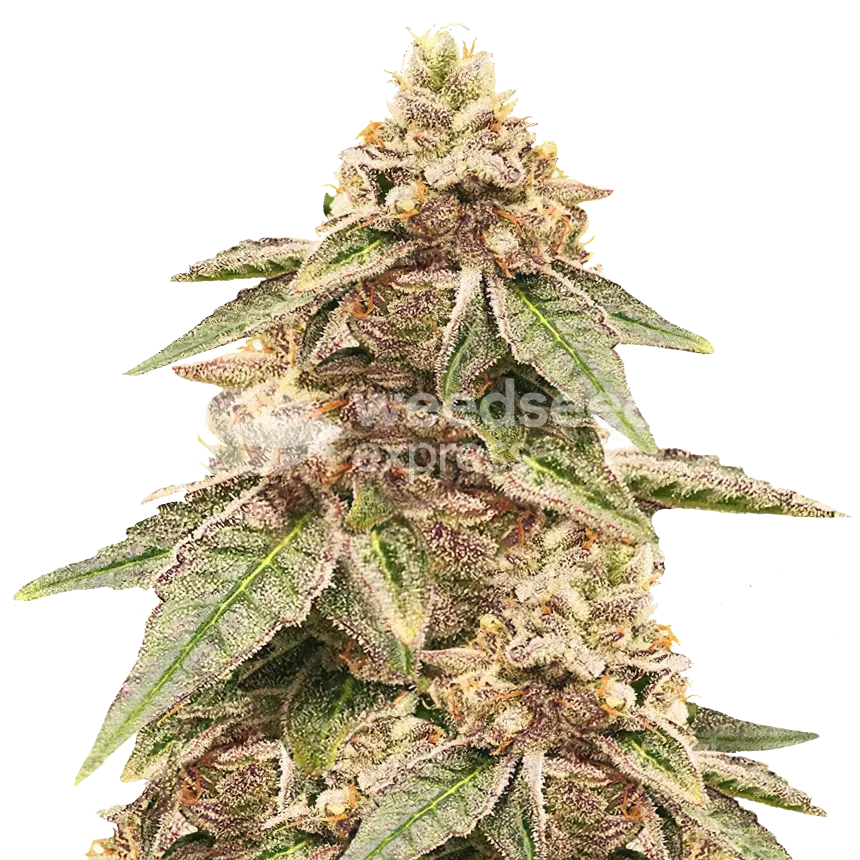 Outback OG Plant