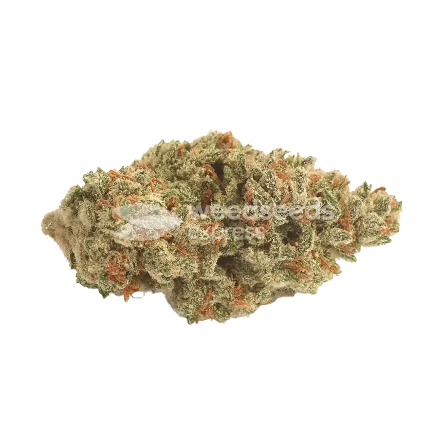 Peanut Butter Breath Auto Bud