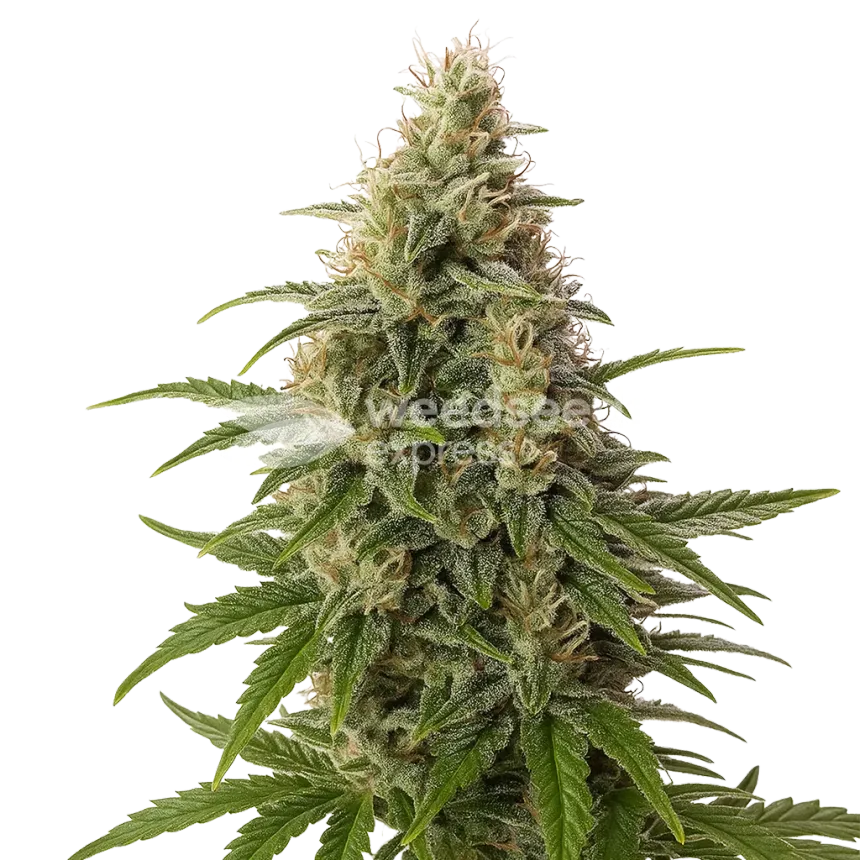 Peanut Butter Breath Auto Plant