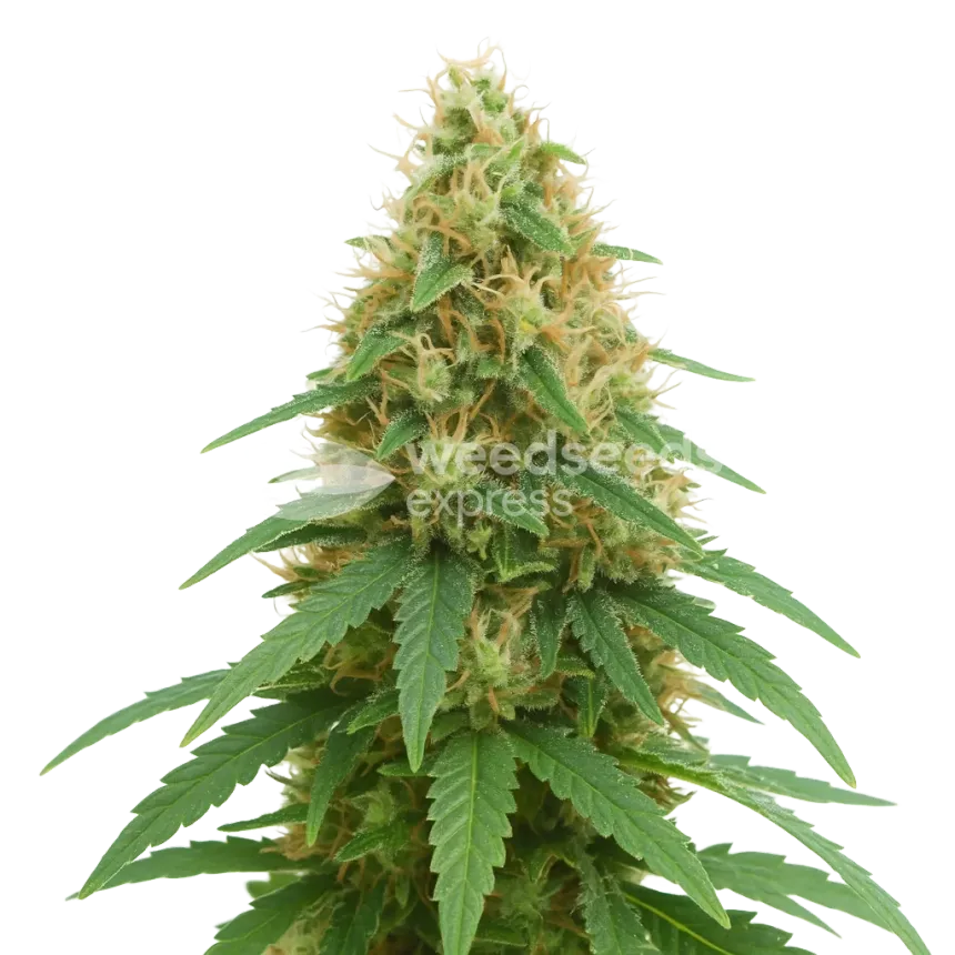 Pineapple Express Auto Plant