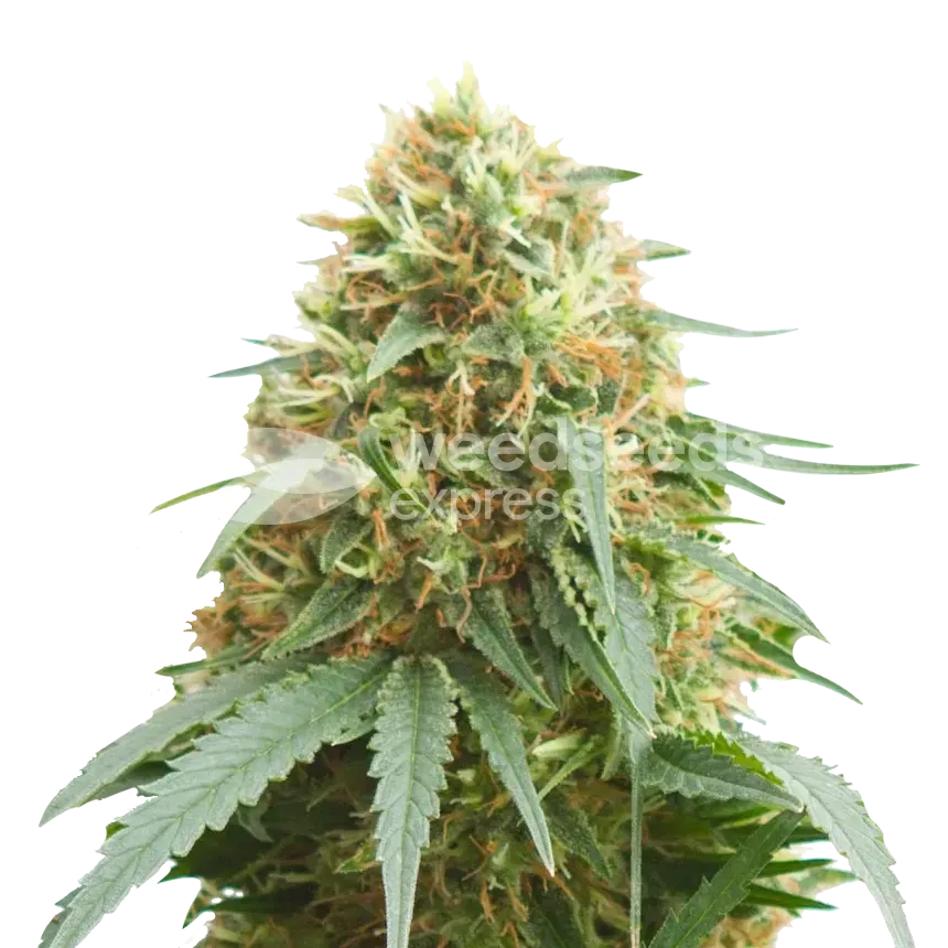 Pineapple Express plant