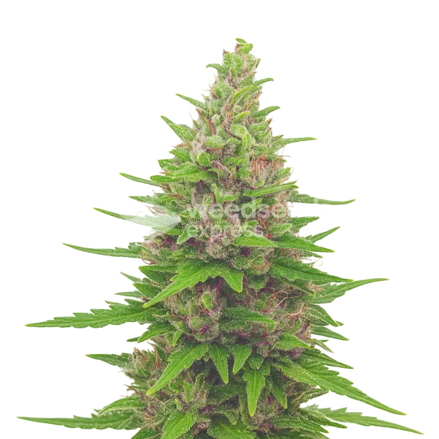 Pink Runtz Auto Plant