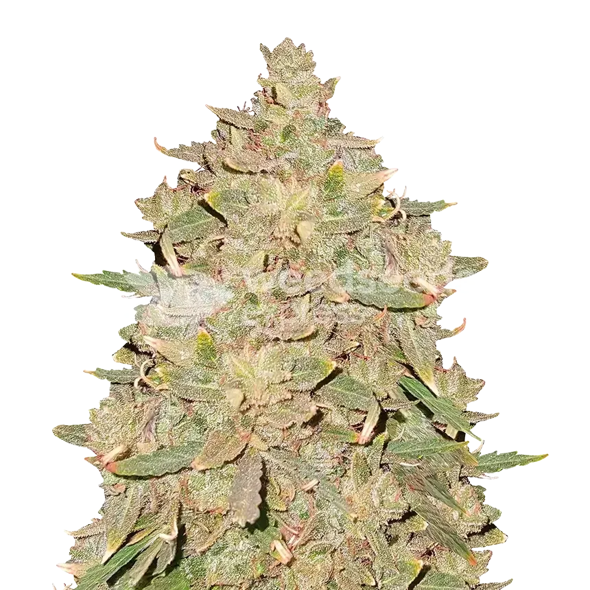 Pure Indica Plant